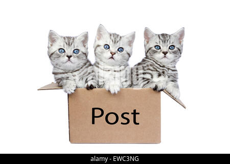 Three young british shorthair black silver tabby cats in cardboard box isolated on white background Stock Photo