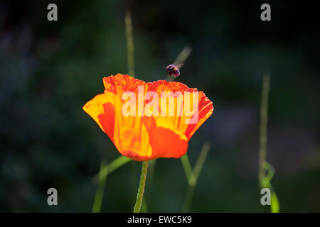 A bumble bee landing in an oriental poppy Stock Photo