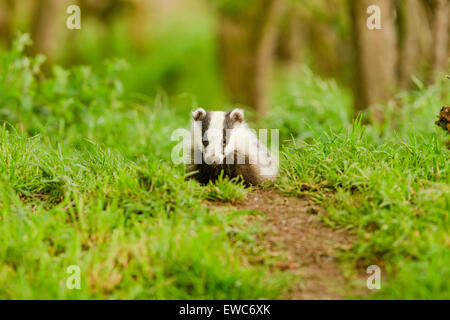 European Badger in the wildwoods Stock Photo