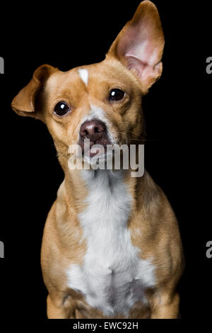 Captivating studio portrait of adult yellowish tan Chihuahua mix dog on black background with white chest one giant ear up Stock Photo