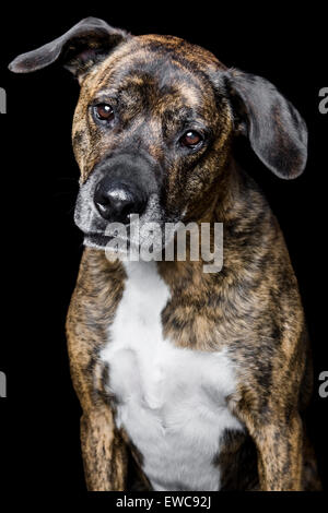 Studio portrait of an adult dog on black background brindle coat white chest and floppy ears looking into camera Stock Photo