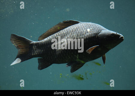 Wild common carp (Cyprinus carpio) at Schönbrunn Zoo in Vienna, Austria. Stock Photo