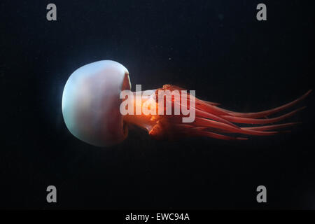 Flame jellyfish (Rhopilema esculentum) at Schönbrunn Zoo in Vienna