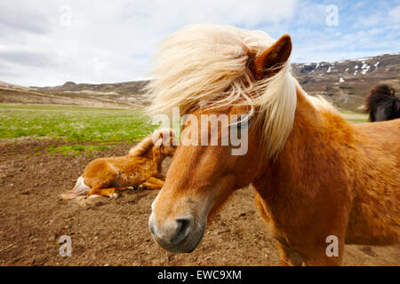 icelandic horses iceland Stock Photo