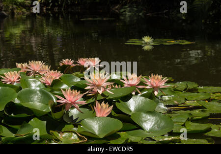 pink water lily on top of a koi pond in Southern California Stock Photo