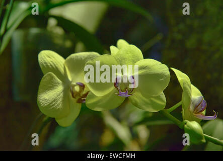 Orchids Phalaenopsis green blushed orchid hybrid, Chiang Rai, Thailand Stock Photo