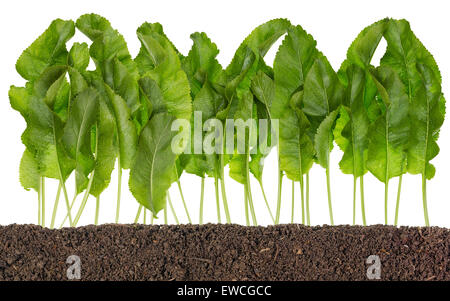 Young spring leaves of a horse-radish grow from fertile fat Ukrainian  soil. Isolated collage concept Stock Photo