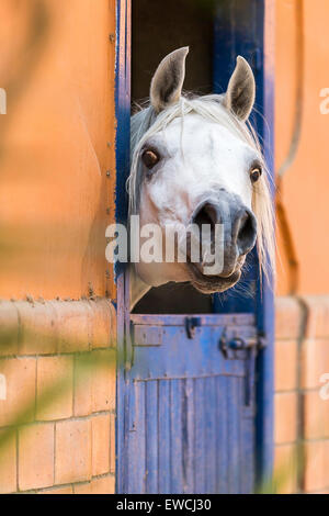 Arabian Horse. Gray stallion looking out from a stable . Egypt Stock Photo