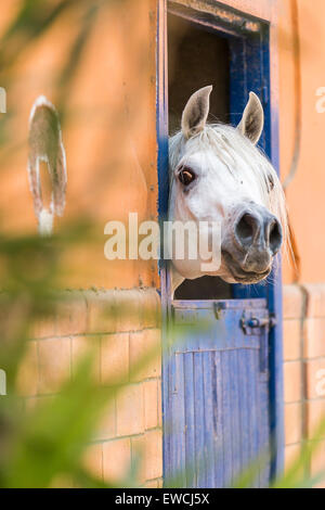 Arabian Horse. Gray stallion looking out from a stable. Egypt Stock Photo
