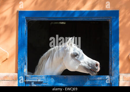 Arabian Horse. Gray stallion looking out from a stable. Egypt Stock Photo