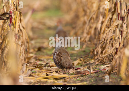 Grey Partridge, Gray Partridge (Perdix perdix). Male in a corn stubblefield. Sweden Stock Photo