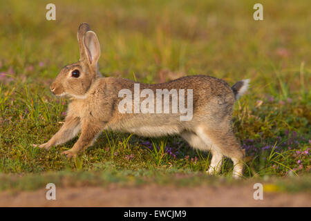 European Rabbit (Oryctolagus cuniculus). Young stretching on a meadow. Sweden Stock Photo