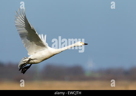Bewick's Swan, Tundra Swan (Cygnus bewickii, Cygnus columbianus bewickii). Adult in flight. Germany Stock Photo