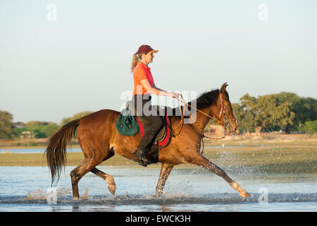 Marwari Horse. Woman rider on bay mare performing an extended trot in a lake. Rajasthan, India Stock Photo