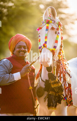 Marwari Horse.Dominant white mare decorated with colourful headgear with its proud owner. Rajasthan, India Stock Photo