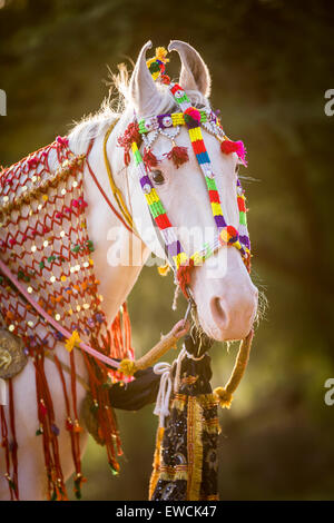 Marwari Horse. Portrait of dominant white mare decorated with colourful headgear. Rajasthan, India Stock Photo