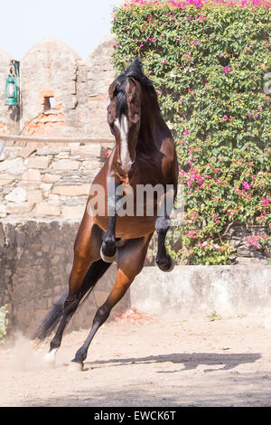 Marwari Horse. Bay stallion jumping in a paddock. Rajasthan, India Stock Photo