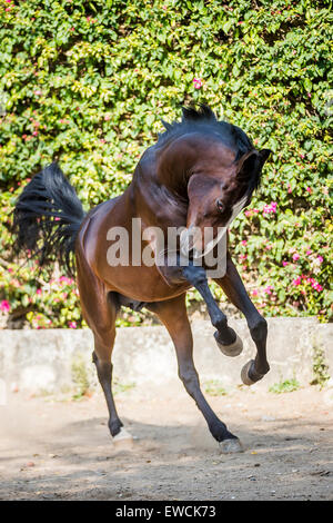 Marwari Horse. Bay stallion showing display behaviour in a paddock. Rajasthan, India Stock Photo