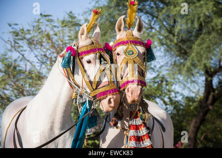 Marwari Horse. Pair of decorated dancing horses (dominat white mares). Rajasthan, India Stock Photo