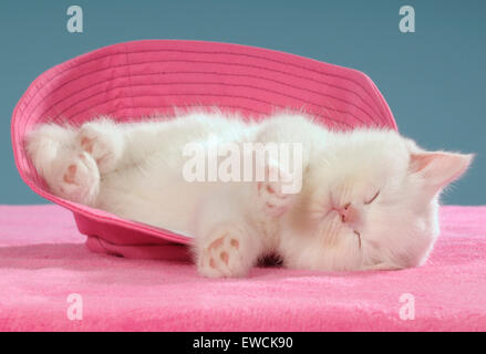 Domestic Cat. White kitten sleeping in a pink straw hat. Germany Stock Photo