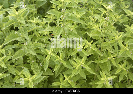 Europe, Germany, Bugleweed [lat. Lycopus europaeus]. Stock Photo