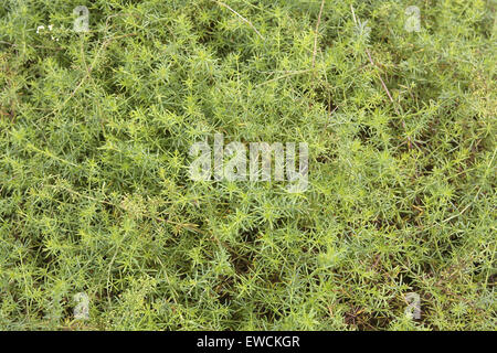 Europe, Germany, Cleaver [lat. Galium verum]. Stock Photo