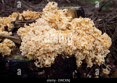 Europe, Germany, Sparassis, cauliflower mushroom, (lat. Sparassis crispa). Stock Photo