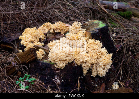 Europe, Germany, Sparassis, cauliflower mushroom, (lat. Sparassis crispa). Stock Photo