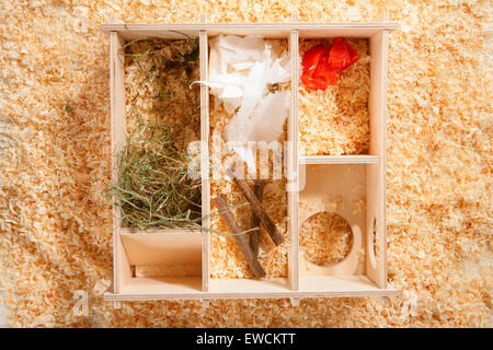 Golden Hamster, Pet Hamster (Mesocricetus auratus). Interior of a Hamster house. Germany Stock Photo