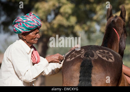 Marwari Horse. Old man clipping decorative patterns into the fur of a horse. Rajasthan, India Stock Photo