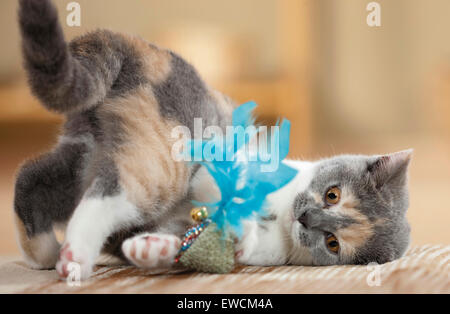 British Shorthair. Kitten playing with a feather toy. Germany Stock Photo