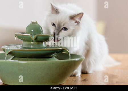 Sacred Birman. Adult cat dult drinking from an indoor fountain. Germany Stock Photo