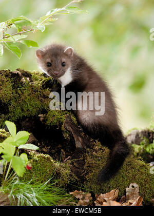 Beech Marten (Martes foina). Juvenile on a mossy log. Germany Stock Photo