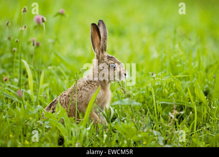 European Brown Hare (Lepus europaeus). Leveret on a meadow. Germany Stock Photo