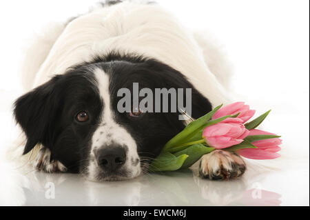 Border Collie. Black-and-white adult with tulips. Studio picture against a white background Stock Photo