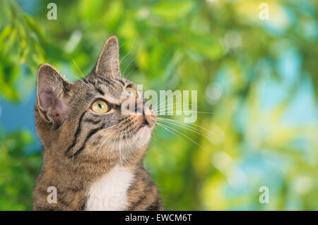 Domestic cat. Tabby adult with white markings in a garden, looking up Domestic cat. Tabby adult with white markings in a garden, looking up