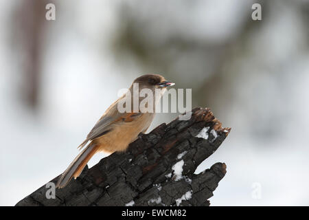 Close-up side shot Siberian Jay on piece of wood with blurred snowy background Stock Photo