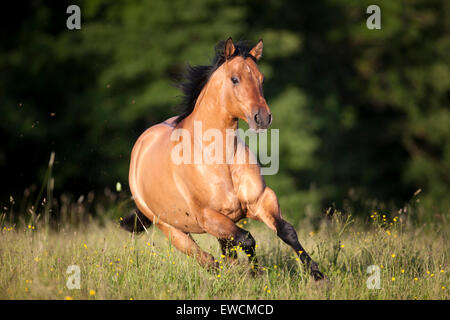 American Quarter Horse. Dun adult galloping on a pasture. Germany Stock Photo