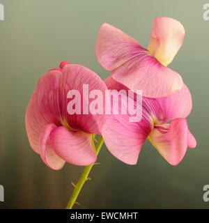 Perennial peavine, Lathyrus latifolius, portrait of pink flowers with nice outfocus background. Stock Photo