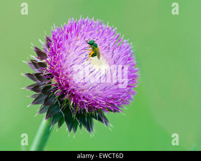A bee on a Milk Thistle Flower Stock Photo