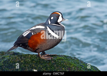 Male Harlequin Duck on Moss Covered Jetty Stock Photo