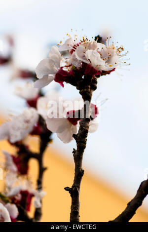 Double cherry blossoms in full bloom. A tree branch with flowers ...