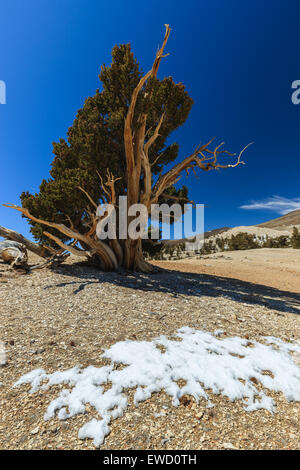 Bristlecone Pine Forest in the white mountains, eastern California, USA. Stock Photo