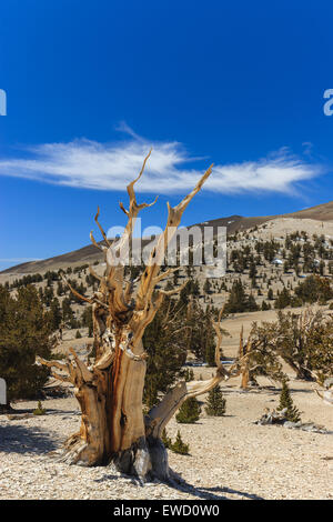 Bristlecone Pine Forest in the white mountains, eastern California, USA. The oldest living trees in the world.