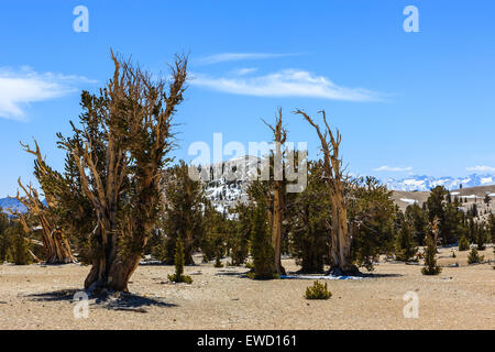 Bristlecone Pine Forest in the white mountains, eastern California, USA. The oldest living trees in the world. Stock Photo