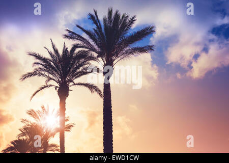 Palm trees and shining sun over cloudy sky background. Vintage style. Photo with colorful toned filter effect Stock Photo