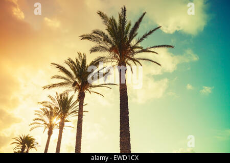 Palm trees and shining sun over cloudy sky background. Vintage style. Photo with colorful toned gradient instagram filter effect Stock Photo