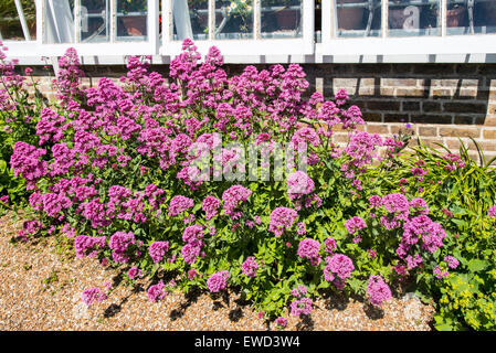 Valerian flowers, Valeriana officinalis.  the plants have a number of medicinal uses Stock Photo