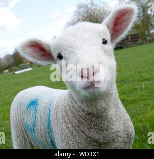 White Post Farm Centre, Farnsfield Nottinghamshire England UK Stock Photo