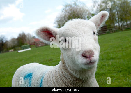 White Post Farm Centre, Farnsfield Nottinghamshire England UK Stock Photo